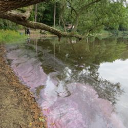 Růžový povlak pozorovali lidé na rybníce v Plzni, jde o neškodné sirné bakterie