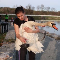 Rybářský háček pytláka roztrhl labuti na Třemošenském rybníku jícen