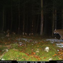 Rysí putování: v Brdech dobře, na Šumavě (možná) lépe