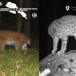 Rysovi v Brdech je zhruba 18 měsíců. Přišel ze Šumavy