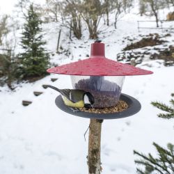 Sčítání ptáků na krmítkách ovládla sýkora koňadra