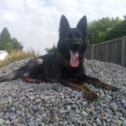 Sedmdesát čtyři policejních psů slouží v Plzeňském kraji