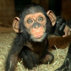 Šimpanzí slečna Caila z plzeňské zoo už vyráží na průzkumy