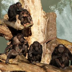 Šimpanzi v plzeňské zoo slaví narozeniny
