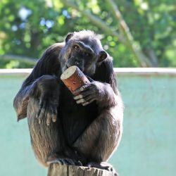 Smutná zpráva ze Zoo Plzeň: uhynul šimpanz Bask
