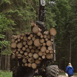 Správa NP Šumava vypsala výběrové řízení na práce v lesích na další období