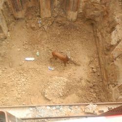 Srnec spadl do výkopu, zachraňovali ho strážníci a hasiči