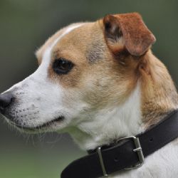 Štěně Jack Russel teriéra utýral v Plzni jeho majitel  