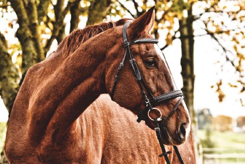 Foto: Štěnovický Borek patří v neděli milovníkům koní