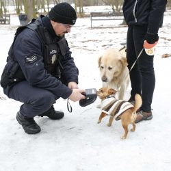 Strážníci na plzeňských Borech kontrolovali pejskaře