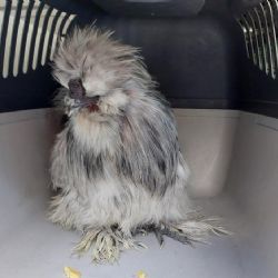 Strážníci odchytli na Roudné kohouta, čeká v útulku