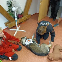 Strážníci se učili poskytovat první pomoc psům