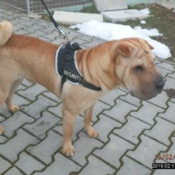Strážníci v Plzni odchytávali pětici opuštěných psů