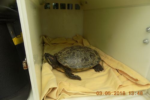 Foto: Strážníci v Plzni odchytávali želvu a kocourka