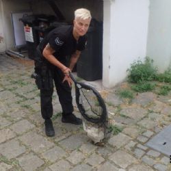 Strážníci ve Smetance chytali slepici na „tripu“