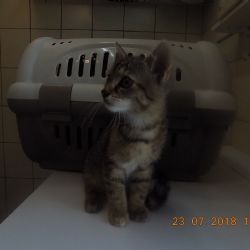 Strážníci vozili do útulku v Plzni opuštěná koťata