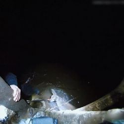 Strážníci zachránili srnku z ledové Úhlavy