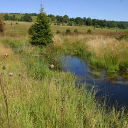 Šumava slaví světový den mokřadů přípravou dalších revitalizací