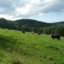Šumavská ekofarma Svinná zve rodiny na sobotní akci s trhem i kozlíkem