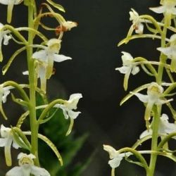Šumavské louky jsou plné vzácných rostlin včetně orchidejí