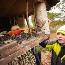 Sýkora nebo vrabec? I v kraji můžete sčítat ptáky na krmítkách