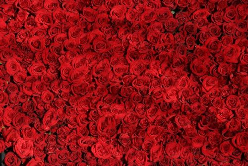 Foto: Tisíce květin rozveze kvůli svátku sv. Valentýna firma z Plzně