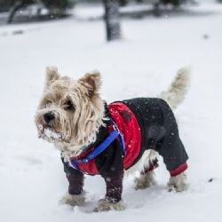 Topícího se psa vytáhli lidé z Radbuzy