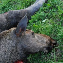 Tragický rok pro ohrožené losy – za pouhé čtyři měsíce tři zvířata nepřežila na Šumavě střet s auty