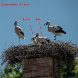 Tři sledovaní čápi se do Plzně hlásí ze zimovišť
