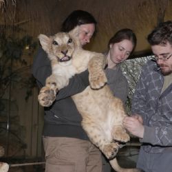 Tříměsíčního lva Baqira v zoo očkovali
