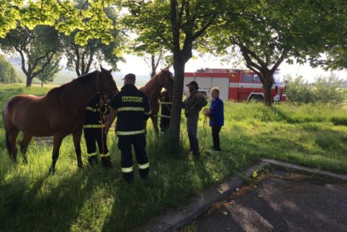 Foto: U Horažďovic utekli koně, odchytili je hasiči