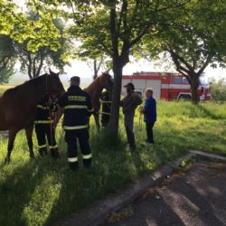 U Horažďovic utekli koně, odchytili je hasiči