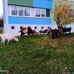 U vysokoškolských kolejí v Plzni pobíhaly kozy