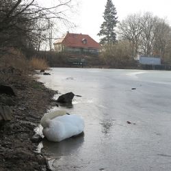 Úhyn labutí na Boleváku: ptačí chřipka vyloučena