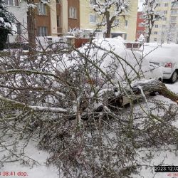 Ulomená větev stromu dopadla na Slovanech za zaparkované auto 