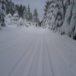 Úpravu stop v Českém lese mohou lidé podpořit DMS