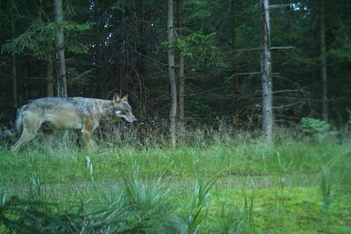 Foto: V Brdech je potvrzen výskyt vlka