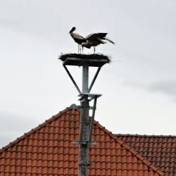 V Dešenicích se na nové hnízdní podložce objevili čápi