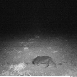 V okolí Mladotic na Plzeňsku se může pohybovat puma