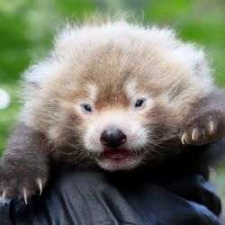 V plzeňské zoo poprvé odchovali mládě pandy červené