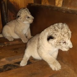 V plzeňské zoo se narodila dvě lvíčata