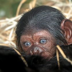 V plzeňské zoo se narodila malá šimpanzice 
