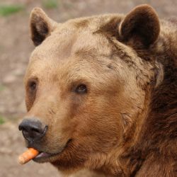V plzeňské zoo se probudili medvědi