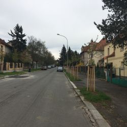 V Plzni – Slovanech poprvé vykvetla nová třešňová alej