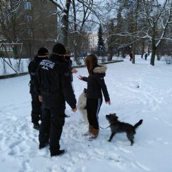 V Plzni na Slovanech kontrolovali strážníci pejskaře