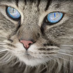 V Plzni skončila veterinární pohotovost