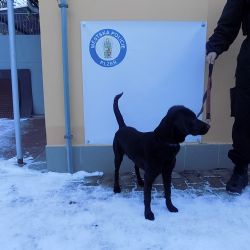 V ulicích Plzně se toulají zvířata. Strážníci odchytávali psy i kotě
