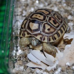 V zoo se narodila tříkrálová želvička, první letošní mládě