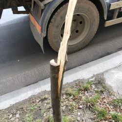 Vandalství a neúcta poškozují v Plzni stromy a zeleň