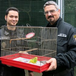 Vánoční andulka čeká v záchranné stanici na majitele
